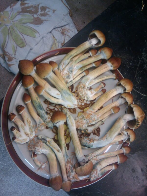 Magic mushrooms